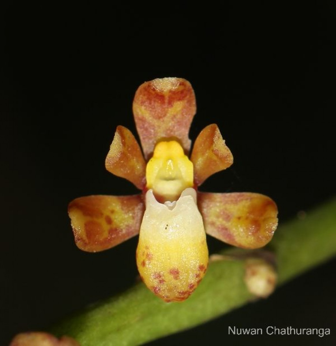 Pomatocalpa maculosum subsp. maculosum (Lindl.) J.J.Sm.